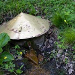 The Gold Queen at Eastman Springs